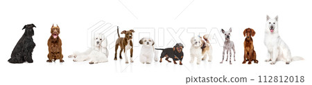 Adorable purebred dogs of different breeds calmly sitting, standing against white studio background. Collage Adorable purebred dogs of different breeds calmly sitting, standing against white studio background. Collage 112812018