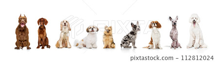 Collage of adorable purebred dogs of different breeds calmly sitting against white studio background 112812024