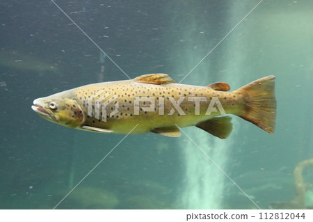 Atlantischer Lachs  Atlantic salmon (Salmo salar) 112812044