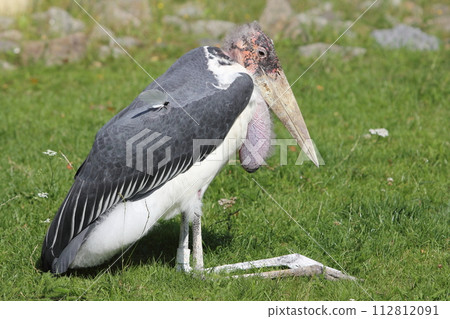 Afrikanischer Marabu African Marabu (Leptoptilos crumeniferus) Afrikanischer Marabu African Marabu (Leptoptilos crumeniferus) 112812091