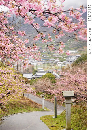 Kawazu cherry blossoms on the approach to Aomi Shrine - Shiramineji Temple [Aomi Town, Sakaide City, Kagawa Prefecture] 2 112812152