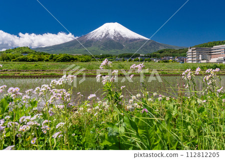 [Yamanashi Prefecture] Mt. Fuji with a heavy snow cap in early summer and the rural scenery of Fujiyoshida Rural Park with fresh greenery 112812205