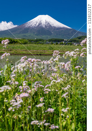 [Yamanashi Prefecture] Mt. Fuji with a heavy snow cap in early summer and the rural scenery of Fujiyoshida Rural Park with fresh greenery 112812217