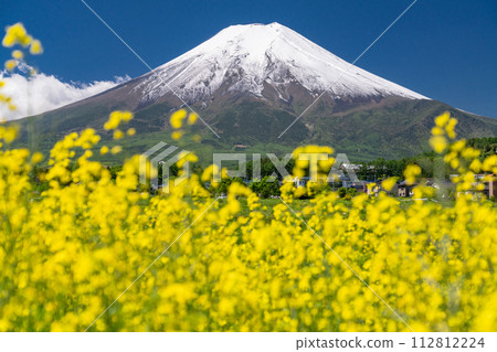 【山梨縣】初夏大雪的富士山、油菜田、富士吉田鄉村公園 112812224