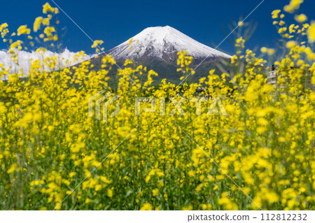 【山梨縣】初夏大雪的富士山、油菜田、富士吉田鄉村公園 112812232