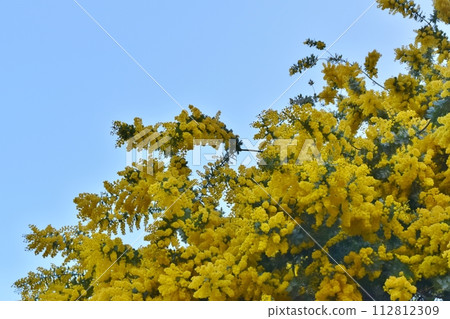 藍天和盛開的含羞草,東京 藍天和盛開的含羞草,東京 112812309