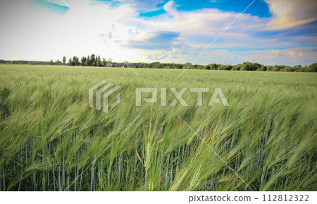 Green wheat ears in field 112812322