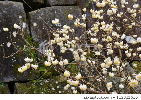 Mitsumata in full bloom Chiba Mitsumata in full bloom Chiba 112812610