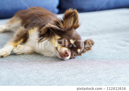 吉娃娃在沙發上放鬆 112812616