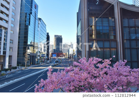 Kawazuzakura in Kamiyacho, Tokyo 112812944