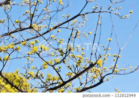 Blue sky and cornelian flowers Tokyo Blue sky and cornelian flowers Tokyo 112812949