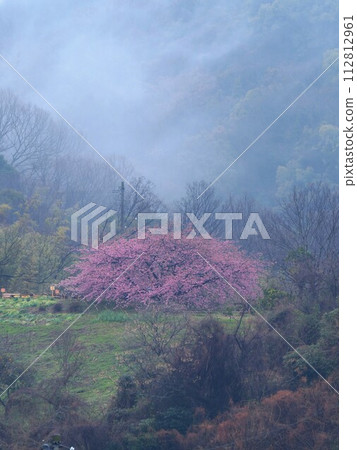 2024年吉津河津櫻花【香川縣三豐市美濃町吉津】4 112812961