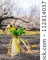 Japanese daikon radishes in the field. 112814037
