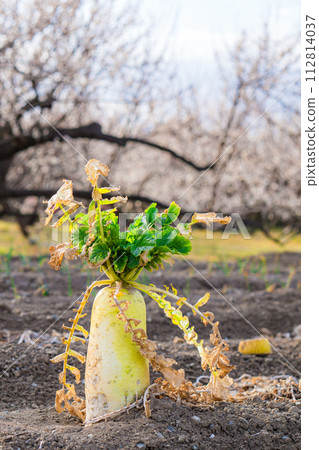 Japanese daikon radishes in the field. Japanese daikon radishes in the field. 112814037