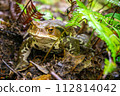 Close up from a toad in a Japanese forest. 112814042