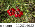 Red poppies, cornflowers and wheat spikes. Fragile nature, environment biodiversity concepts. Rural background.  112814082