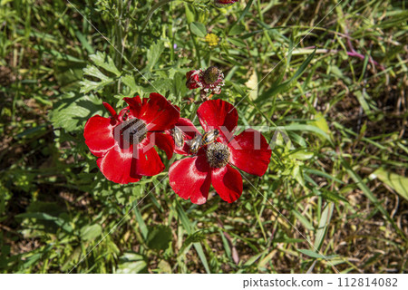 Red poppies, cornflowers and wheat spikes. Fragile nature, environment biodiversity concepts. Rural background. Red poppies, cornflowers and wheat spikes. Fragile nature, environment biodiversity concepts. Rural background. 112814082