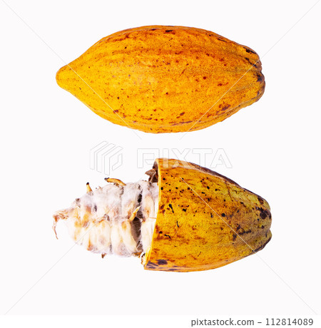 Yellow Cocoa pods old cut and whole in half with seeds isolated on white background. Theobroma cacao. Cocoa beans are often used to make desserts such as ganache and chocolate. Clipping path. Yellow Cocoa pods old cut and whole in half with seeds isolated on white background. Theobroma cacao. Cocoa beans are often used to make desserts such as ganache and chocolate. Clipping path. 112814089