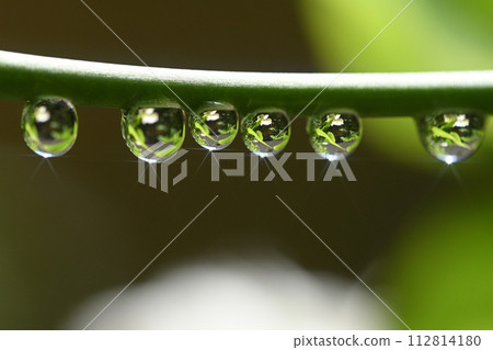 A small rose in the raindrops 112814180