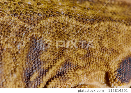 Close-up Portrait of Bearded Dragon (Pogona Vitticeps) with Vibrant Yellow Textured Scales Close-up Portrait of Bearded Dragon (Pogona Vitticeps) with Vibrant Yellow Textured Scales 112814291