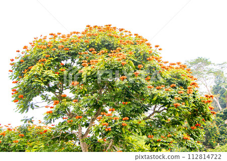 tree, tulip, blossom 112814722