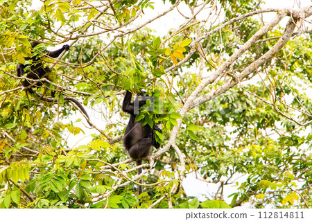 Dusky leaf monkey or Trachypithecus obscurus, spectacled Langur on tree green in mountain. They live in limestone forests. Looking for food on top of tall tree in forest. In bright sunlight, white sky Dusky leaf monkey or Trachypithecus obscurus, spectacled Langur on tree green in mountain. They live in limestone forests. Looking for food on top of tall tree in forest. In bright sunlight, white sky 112814811