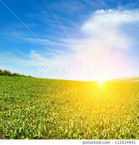 Green corn field and bright sunrise. 112814941