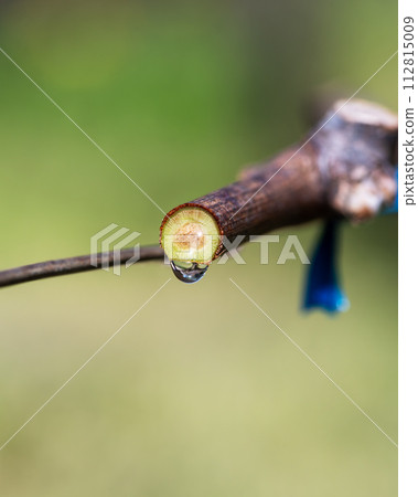 Drops of sap on vine branches in spring. Agriculture. Drops of sap on vine branches in spring. Agriculture. 112815009