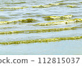 Green dark sea water wave natural phenomeno. Seawater in Bang Saen, Chonburi Province, has turned green. Natural phenomenon. During rainy season called Plankton bloom or whale poop phenomenon. 112815037
