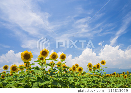 《夏天素材/夏天影像》向日葵與夏天的天空 《夏天素材/夏天影像》向日葵與夏天的天空 112815059