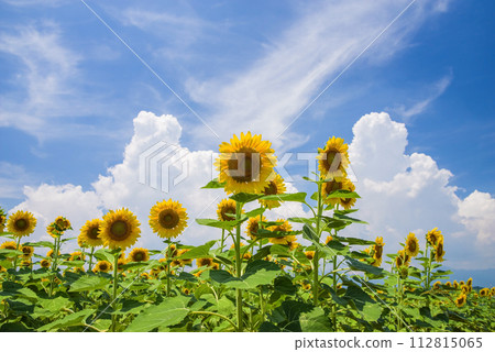 《夏天素材/夏天影像》向日葵與夏天的天空 《夏天素材/夏天影像》向日葵與夏天的天空 112815065