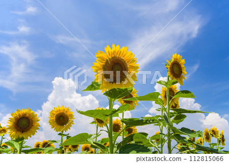 《夏天素材/夏天影像》向日葵與夏天的天空 112815066