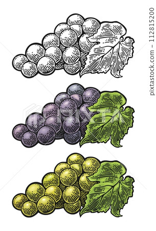 Bunch of grapes with berry and leaves. Vintage engraving vector 112815200