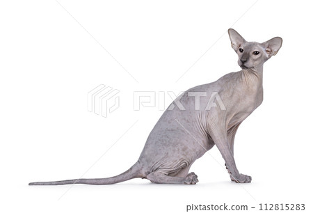 Peterbald cat on white background 112815283