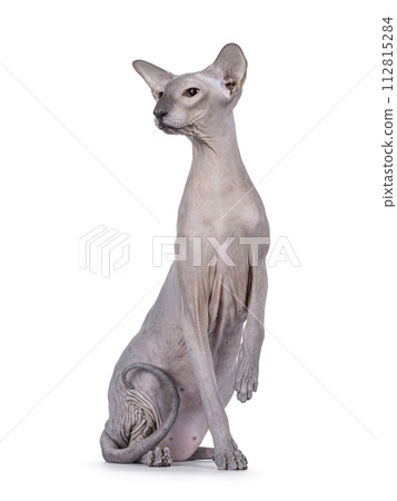 Peterbald cat on white background 112815284