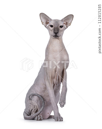 Peterbald cat on white background 112815285