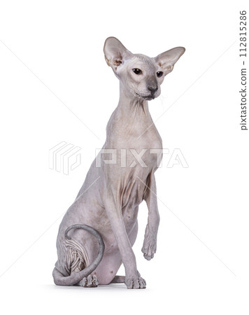 Peterbald cat on white background 112815286