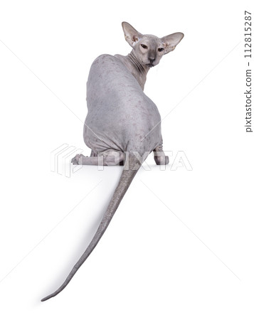 Peterbald cat on white background 112815287