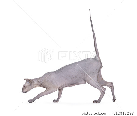 Peterbald cat on white background 112815288