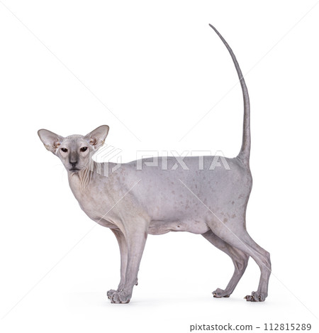 Peterbald cat on white background Peterbald cat on white background 112815289