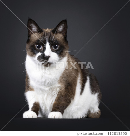 Snowshoe cat on black background Snowshoe cat on black background 112815290