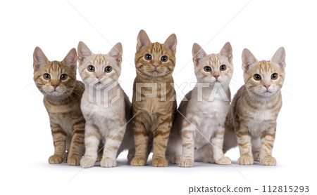European Shorthair kittens on white European Shorthair kittens on white 112815293