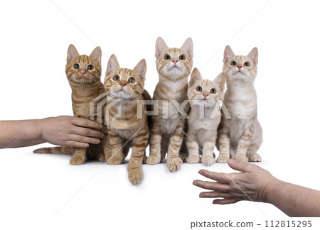 European Shorthair kittens on white 112815295