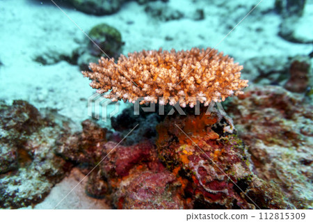 Coral Reef and Tropical Fish on Maldives island. Tropical and coral sea wildelife. Beautiful underwater world. Underwater photography. Coral Reef and Tropical Fish on Maldives island. Tropical and coral sea wildelife. Beautiful underwater world. Underwater photography. 112815309