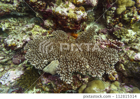 Coral Reef and Tropical Fish on Maldives island. Tropical and coral sea wildelife. Beautiful underwater world. Underwater photography. Coral Reef and Tropical Fish on Maldives island. Tropical and coral sea wildelife. Beautiful underwater world. Underwater photography. 112815314