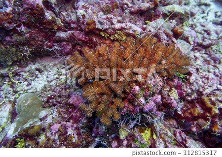 Coral Reef and Tropical Fish on Maldives island. Tropical and coral sea wildelife. Beautiful underwater world. Underwater photography. Coral Reef and Tropical Fish on Maldives island. Tropical and coral sea wildelife. Beautiful underwater world. Underwater photography. 112815317