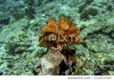Coral Reef and Tropical Fish on Maldives island. Tropical and coral sea wildelife. Beautiful underwater world. Underwater photography. Coral Reef and Tropical Fish on Maldives island. Tropical and coral sea wildelife. Beautiful underwater world. Underwater photography. 112815320