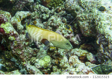 Coral Reef and Tropical Fish on Maldives island. Tropical and coral sea wildelife. Beautiful underwater world. Underwater photography. Coral Reef and Tropical Fish on Maldives island. Tropical and coral sea wildelife. Beautiful underwater world. Underwater photography. 112815323