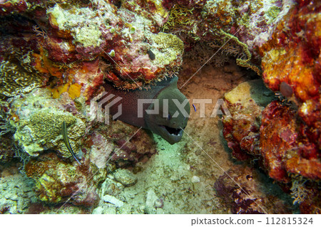 Moray Eel in the coral reef of Maldives island. Tropical and coral sea wildelife. Beautiful underwater world. Underwater photography. 112815324