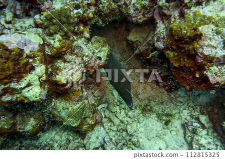 Moray Eel in the coral reef of Maldives island. Tropical and coral sea wildelife. Beautiful underwater world. Underwater photography. Moray Eel in the coral reef of Maldives island. Tropical and coral sea wildelife. Beautiful underwater world. Underwater photography. 112815325